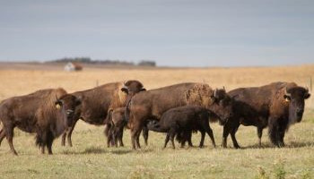 A commercial farm field with a herd of bison and bison calves standing together