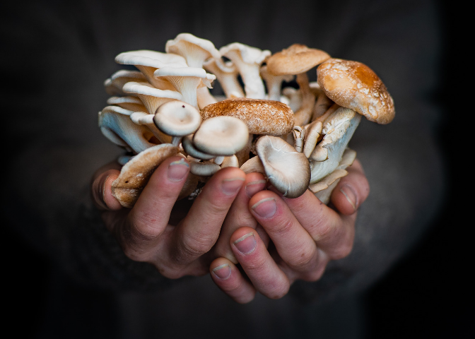 Dave holds Shiitake, Blue Oyster, and Pearl Oyster mushrooms