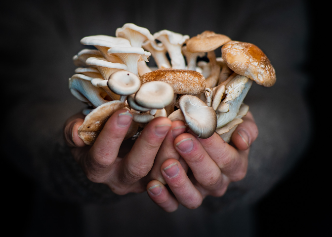 Dave tient des champignons shiitake, « huître bleue » et « huître perlière »