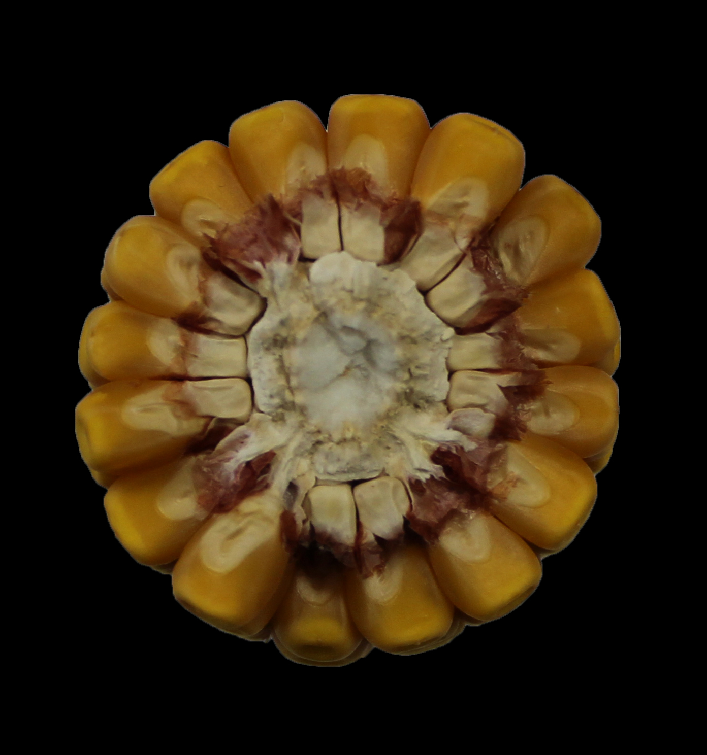 CO452 cob