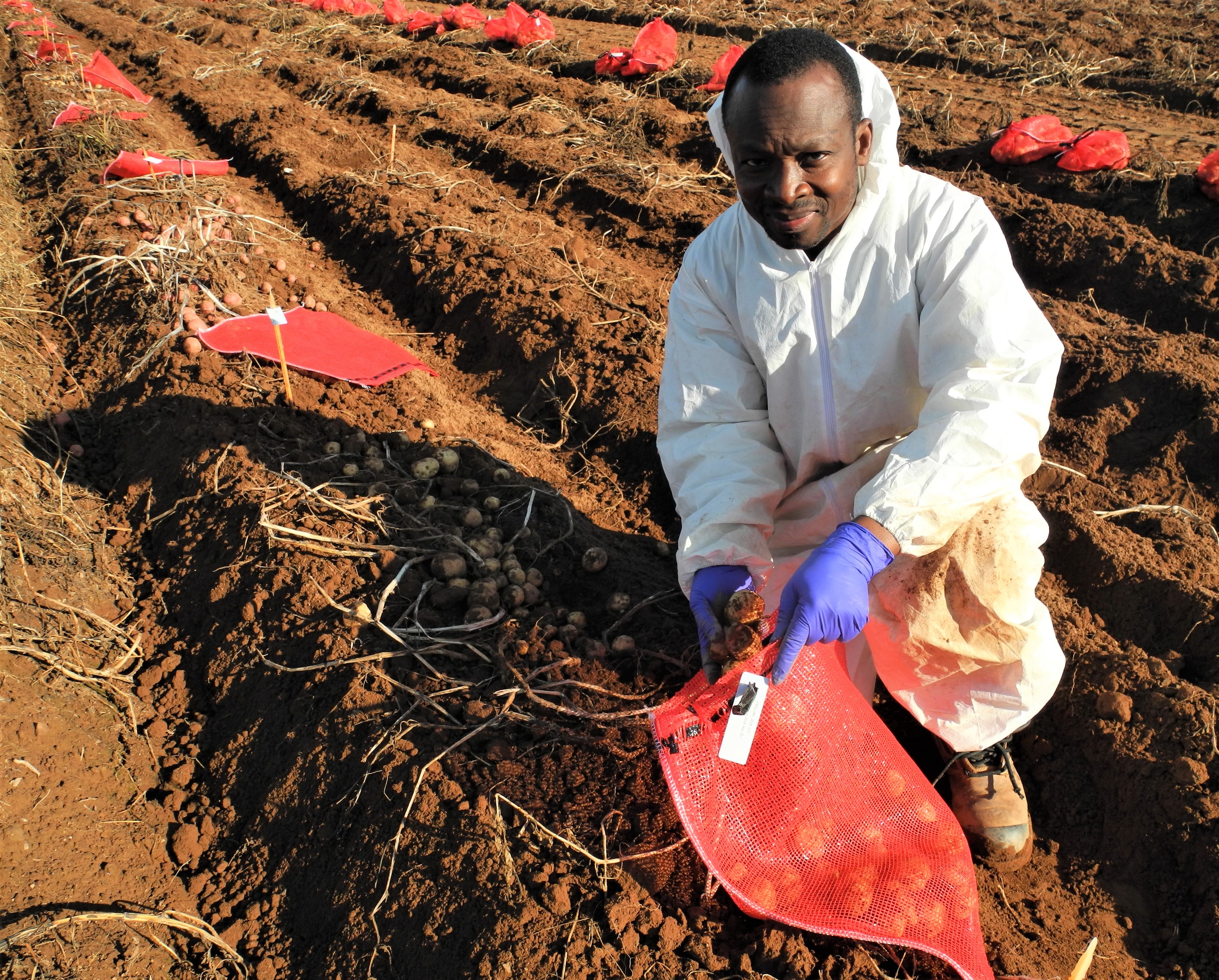 A person holding a potato collection sack while kneeling in a field of potatoes dug from the soil.