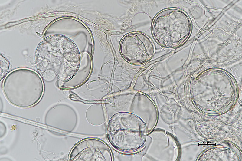 Microscopic image 1 of DAOM 227022 - Oehlia diaphana