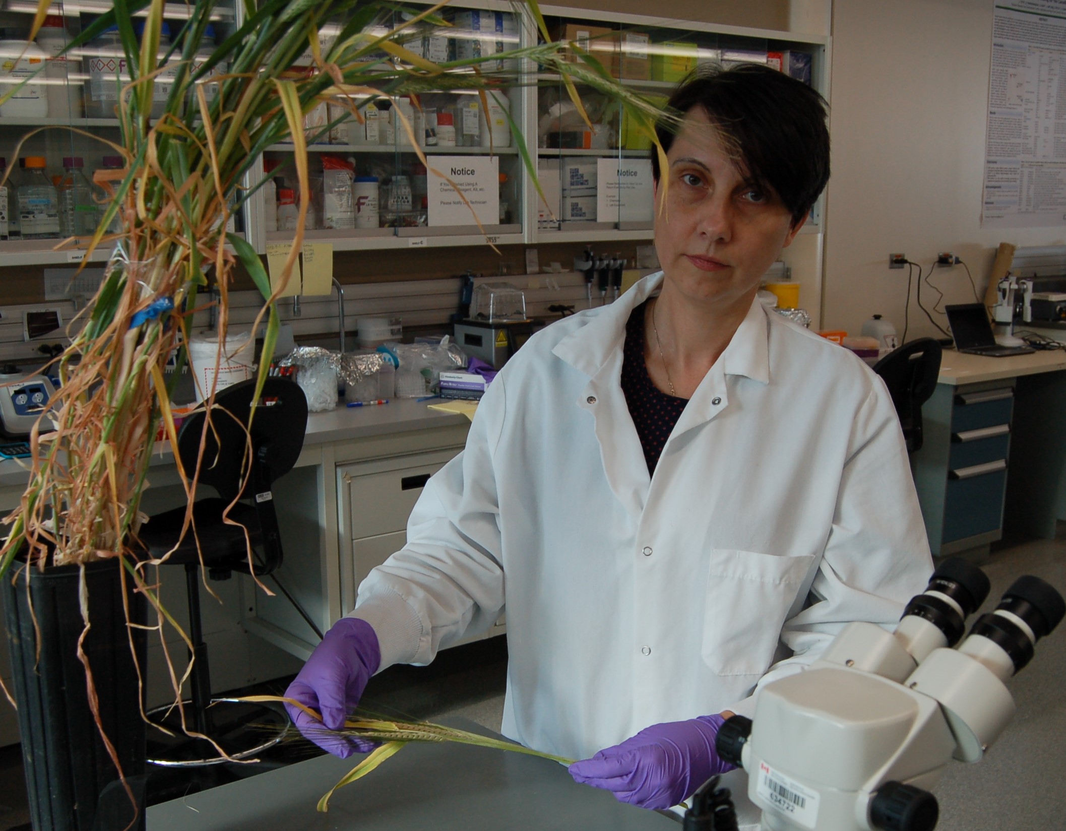 Scientist Ana Badea inspects tall barley plants that sit on a bench in a greenhouse.