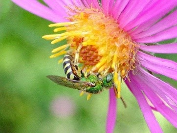 Marque-page à planter « abeilles » 🐝