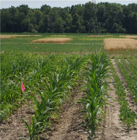 Rows of corn.