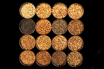  Image de graines de diverses variétés de lentille (Lens culinaris).