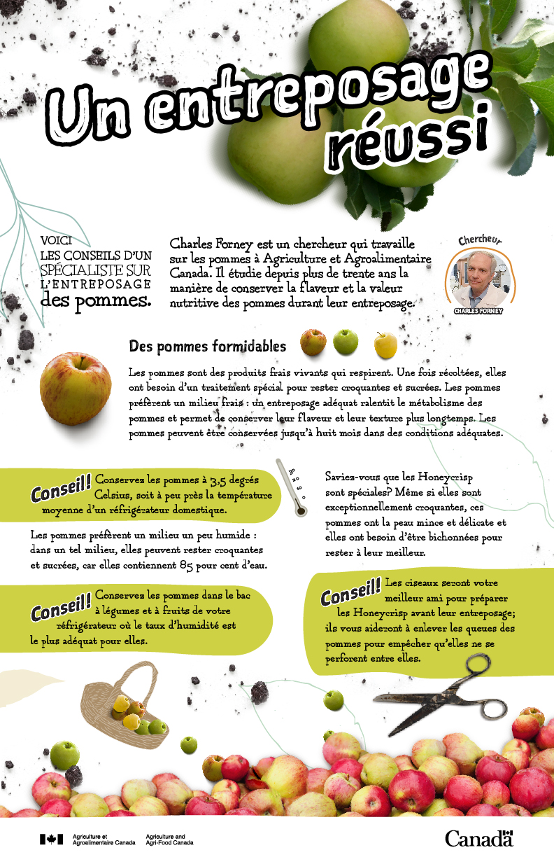 Infographie - Un entrposage réussi - pommes