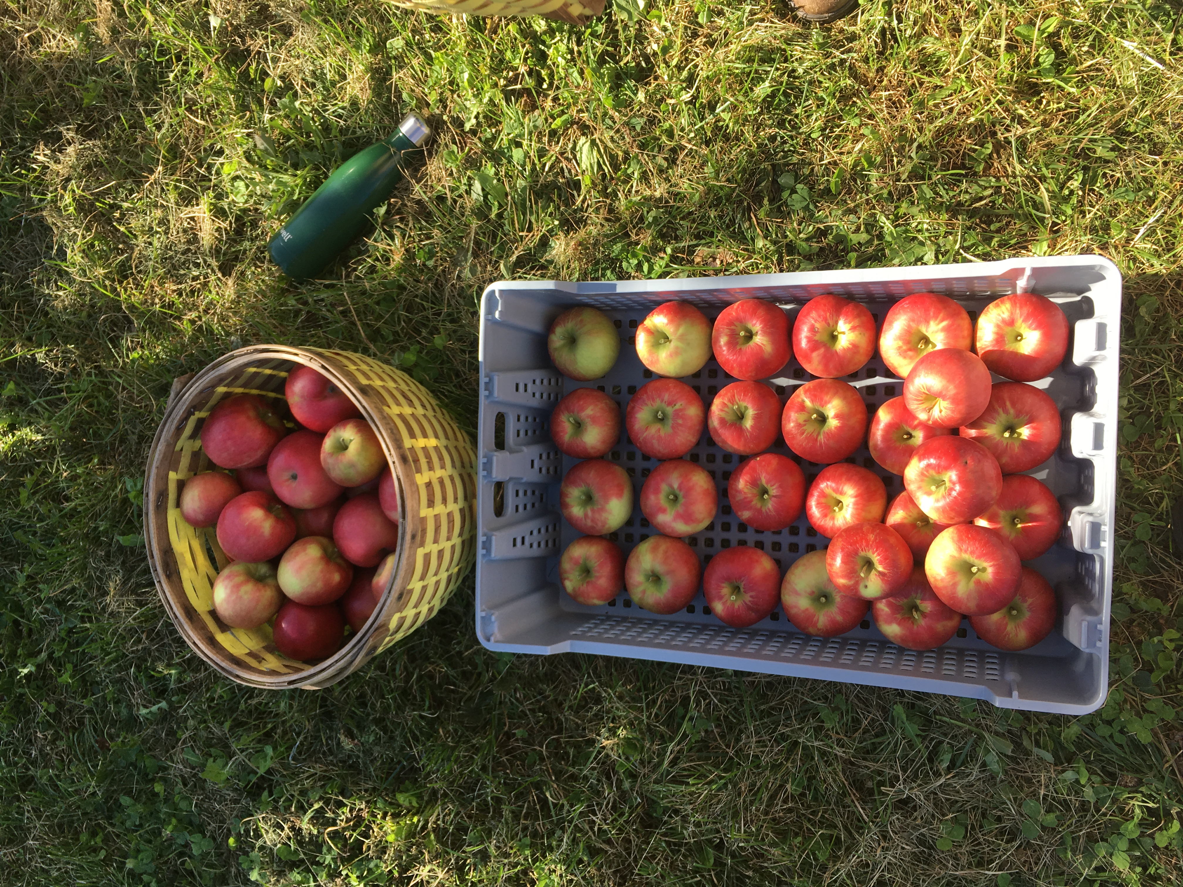 What's in Season? Apples - Canadian Food Focus