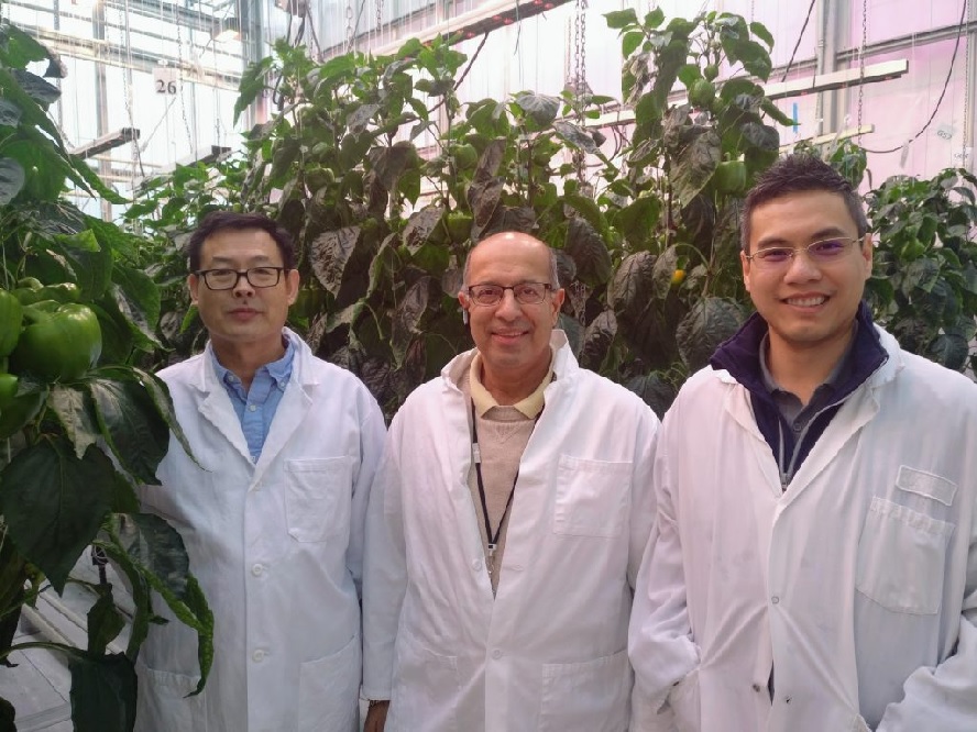 Dr. Xiuming Hao, Shalin Khosla, and Dr. Kenneth Tran in a greenhouse