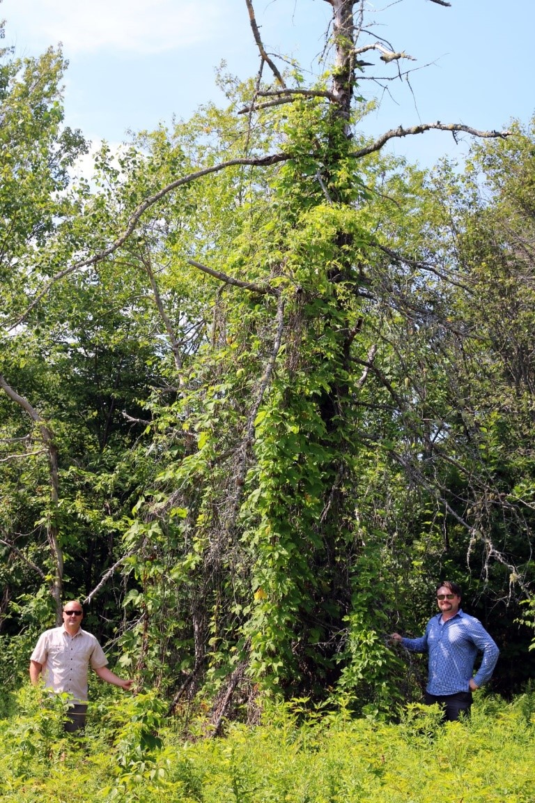 Two men stand by a large tree covered by wild hops growth.