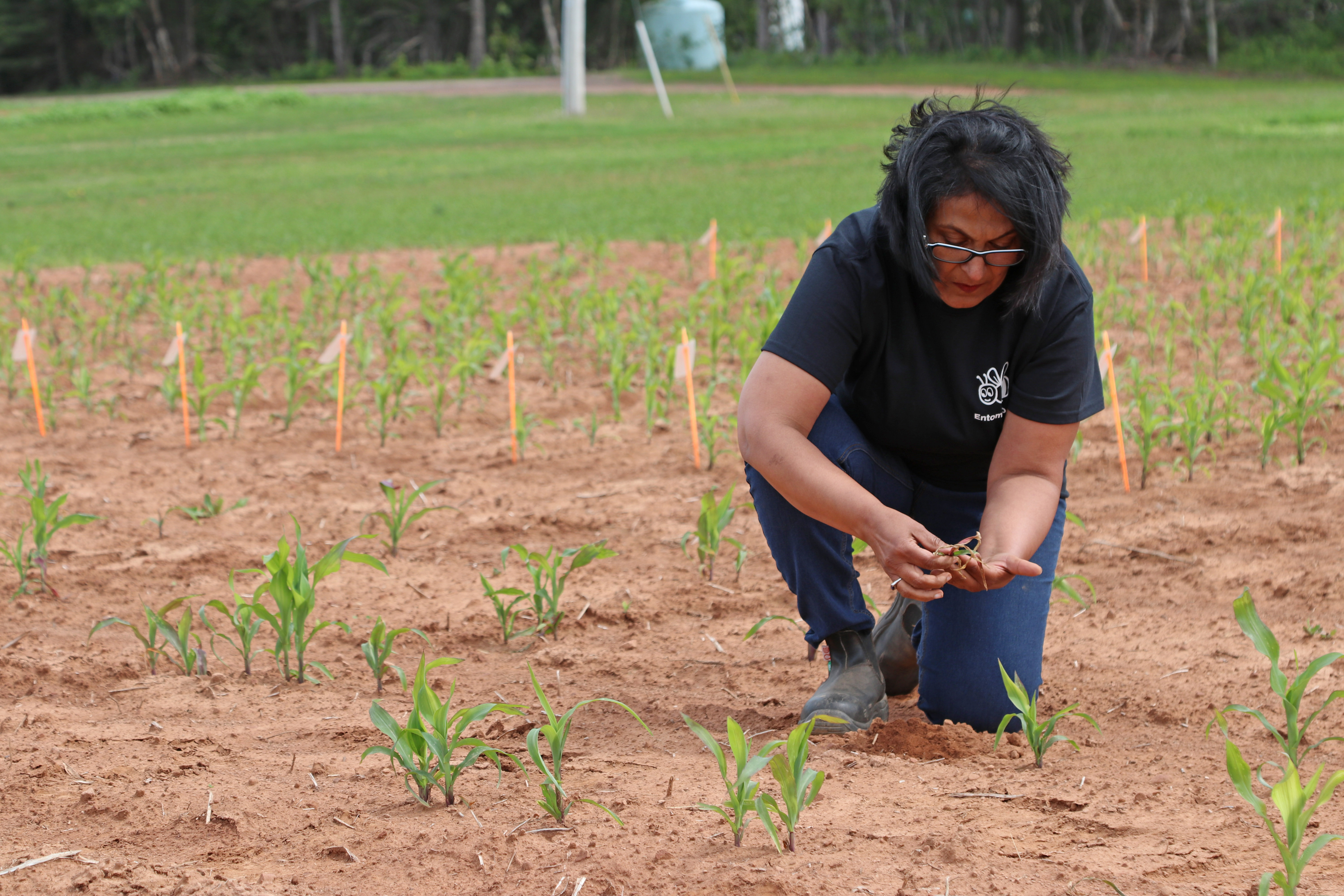 Une scientifique à genoux dans un champ inspectant le contenu du sol dans sa main.