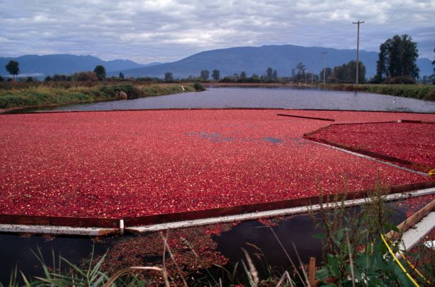 Cranberry harvest in British Columbia