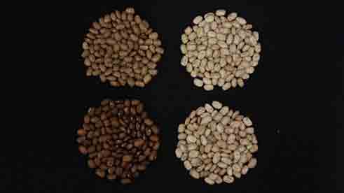 Quatre groupes de haricots Pinto – les deux groupes de gauche montrent des haricots Pinto brun foncé; les deux groupes de droite, des haricots Pinto beige pâle