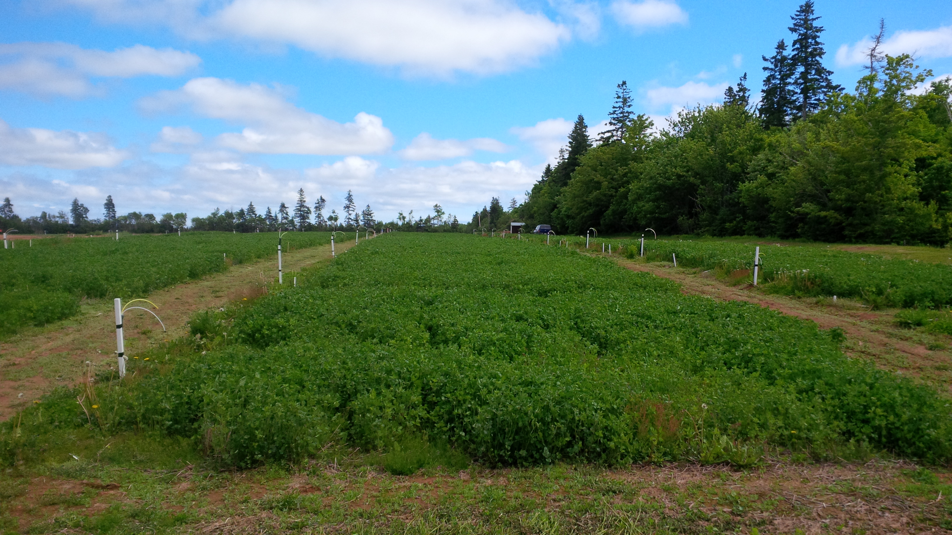 A field of red clover plants.