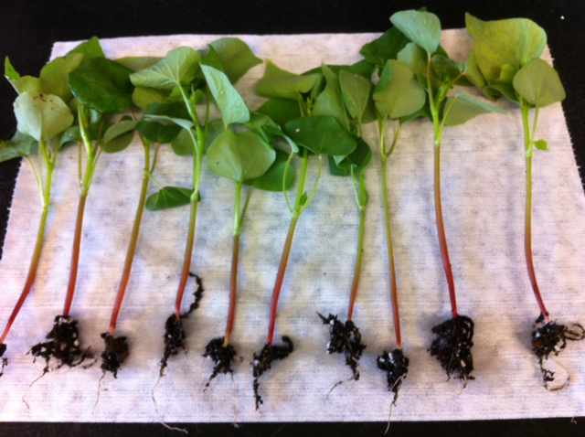 Ten pieces of a buckwheat plant including leaves, stem and roots laying on a table