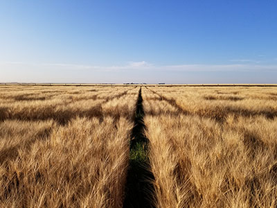 Plots of durum wheat in a field