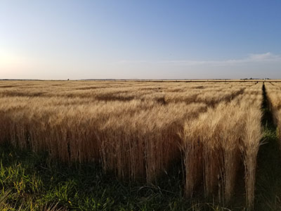 Golden durum wheat plots ready for harvest
