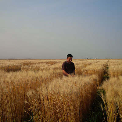 Person standing in field of wheat