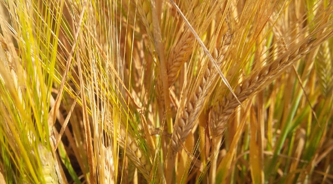 Golden heads of barley in the sunlight.