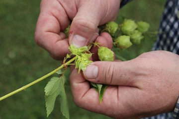 Hands separating hops cones to discover the lupulin glands inside