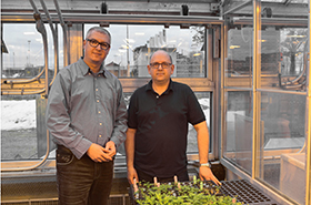 Le chercheur Martin Laforest et son adjoint de recherche, M. Brahim Soufiane, à l'intérieur d'une serre, avec à l'avant-plan un bac de petits plants de mauvaises herbes.