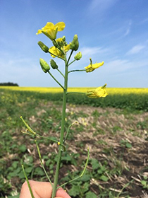 Canola midge damage the flowers of the plant, causing them to remain closed and preventing pod formation.