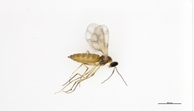 The female Contarinia brassicola, recently identified as a new species.