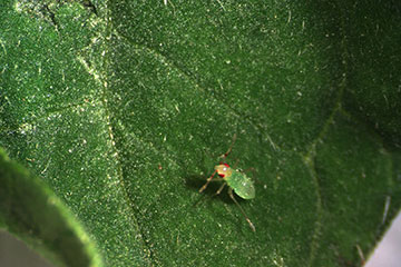 Dicyphus hesperus predator on a leaf.