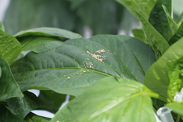 Une grappe de points blancs sur une feuille, qui sont en fait des œufs d’un papillon  		du genre Ephestia.