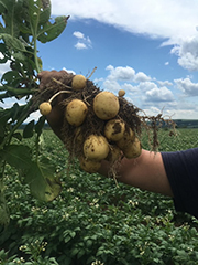 Hand holds up a potato plant in a field which showing several potatoes.