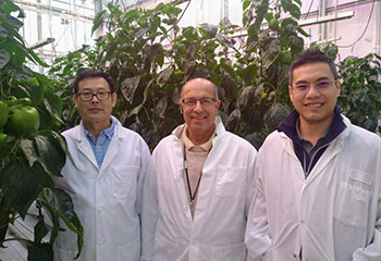 Three men, all wearing white lab coats and smiling, standing in the Harrow Research and Development Centre greenhouse, surrounded by leafy, vertically growing plants.