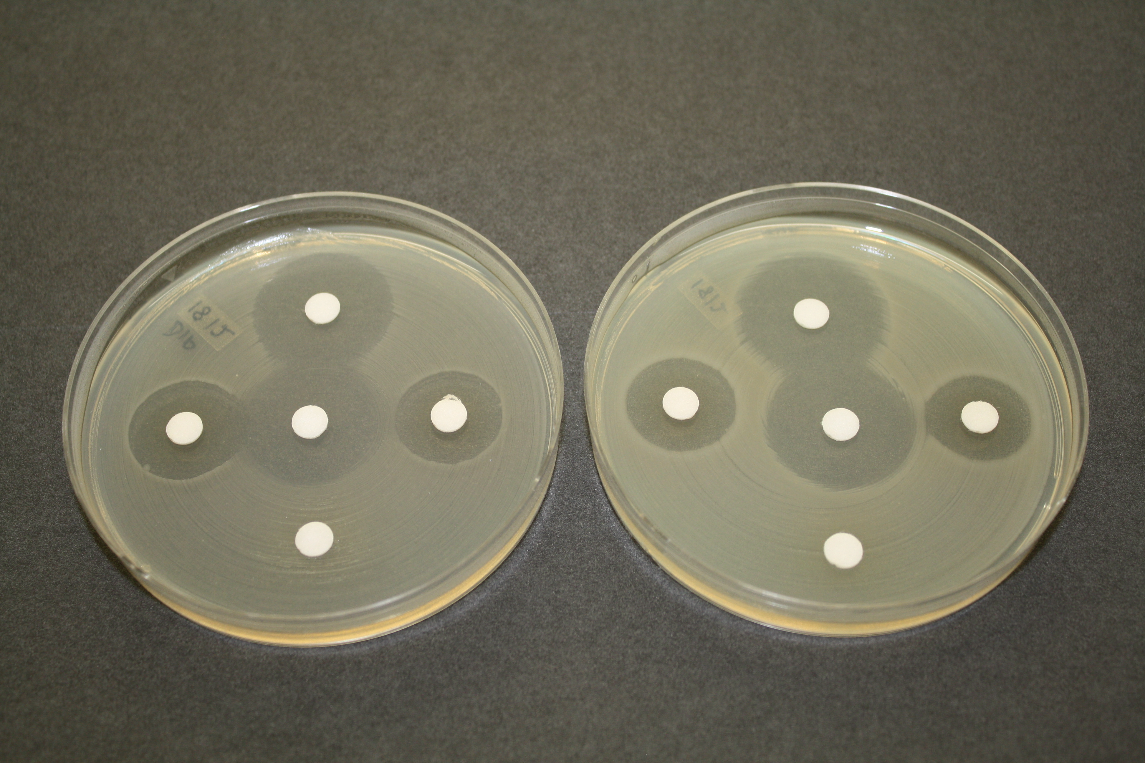 Two petrie dishes with white dots on agar.