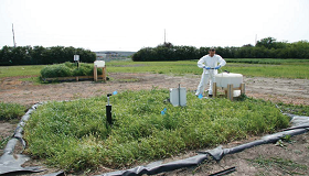 A researcher in a white contamination suit next to a plant-covered ground-level biobed on a Canadian farm. In the distance is another plant covered biobed.