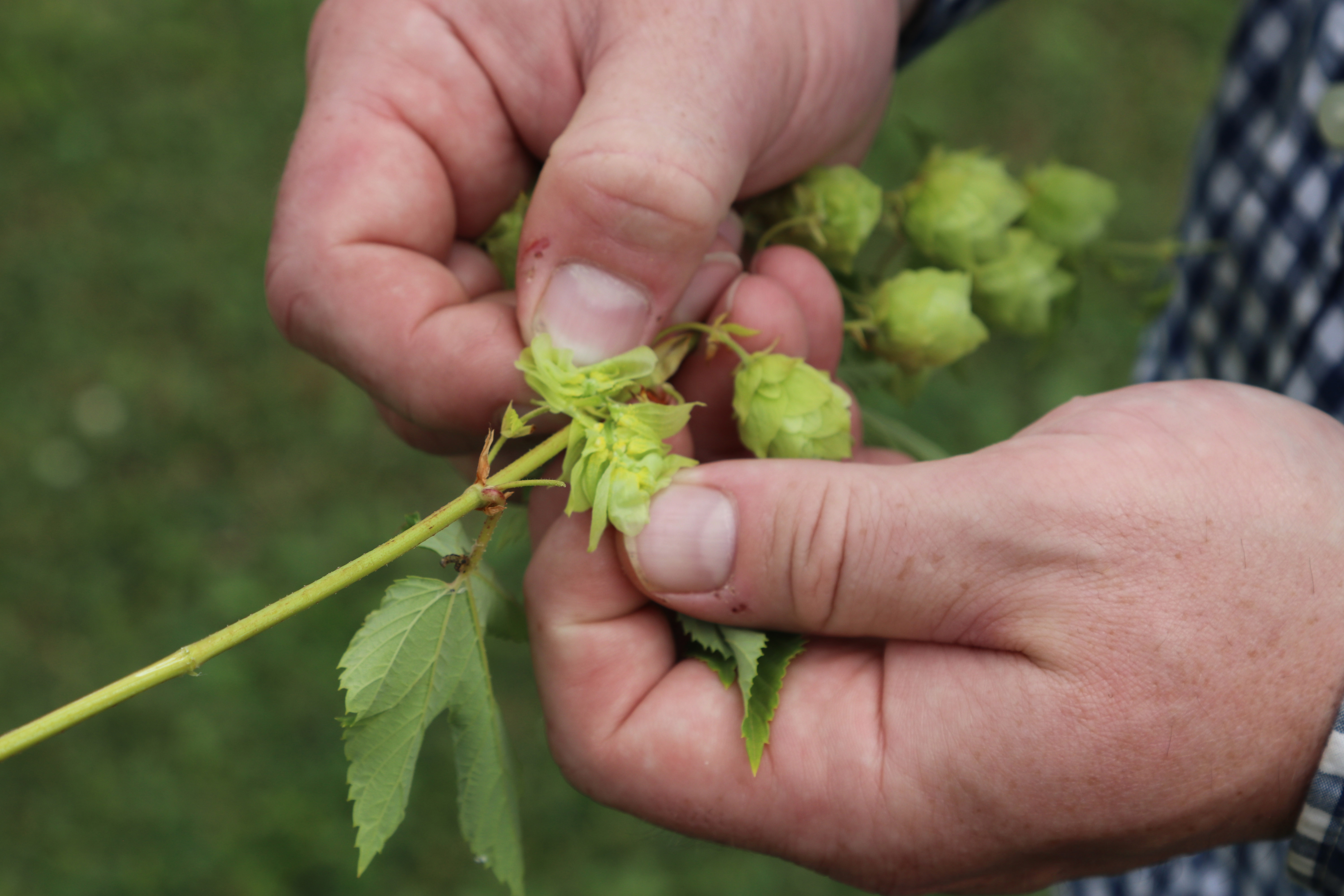 Hands separating hops to discover the lupulin glands inside.