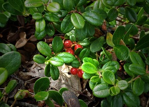 A cluster of red lingonberries can be seen peeping out from dense, shiny green foliage, near the ground