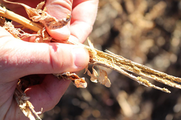 Hands holding a split stem.