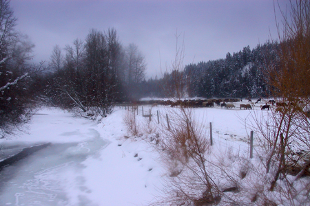 Cattle overwintering in a fenced pasture by the Salmon River