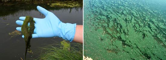 Filamentous algae and of algae floating on water surface