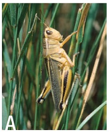 Two-striped grasshopper