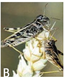 Clear-winged grasshopper