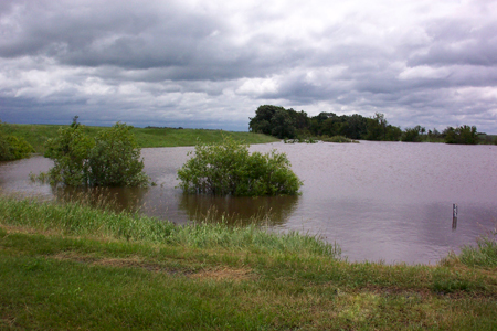 Flooded reservoir with partially submerged bushes
