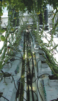 Greenhouse plants fed nutrients via the Harrow Fertigation Manager.