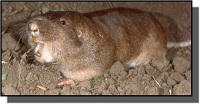 Appearance of gopher