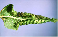A leaf that has curled due to aphid feeding.