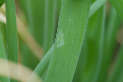 Spot lesion on an onion leaf