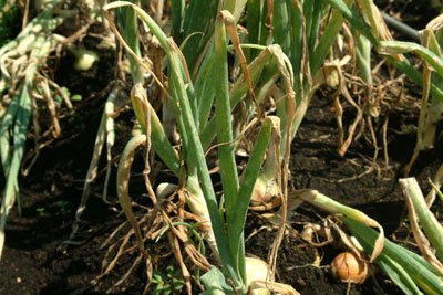 An onion with upper leaf blighting