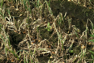 Severely damaged onion crop