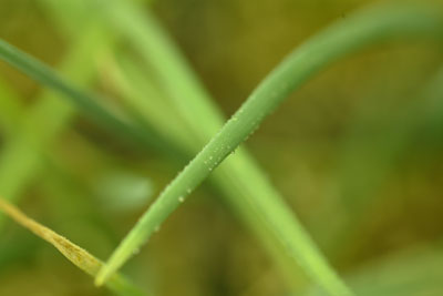 A young onion leaf