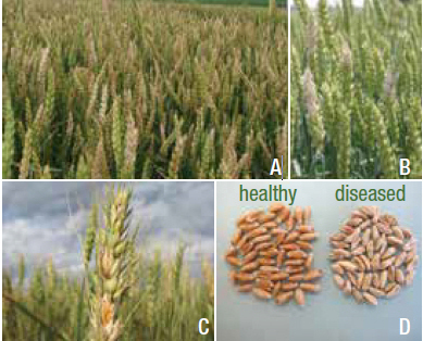 Photo montage showing infected wheat fields, clusters of diseased glumes, and a comparison of diseased seeds next to healthy seeds