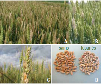 Photomontage présentant des champs de blé infectés, des grappes de glumes infectées et des grains infectés en comparaison avec des grains sains